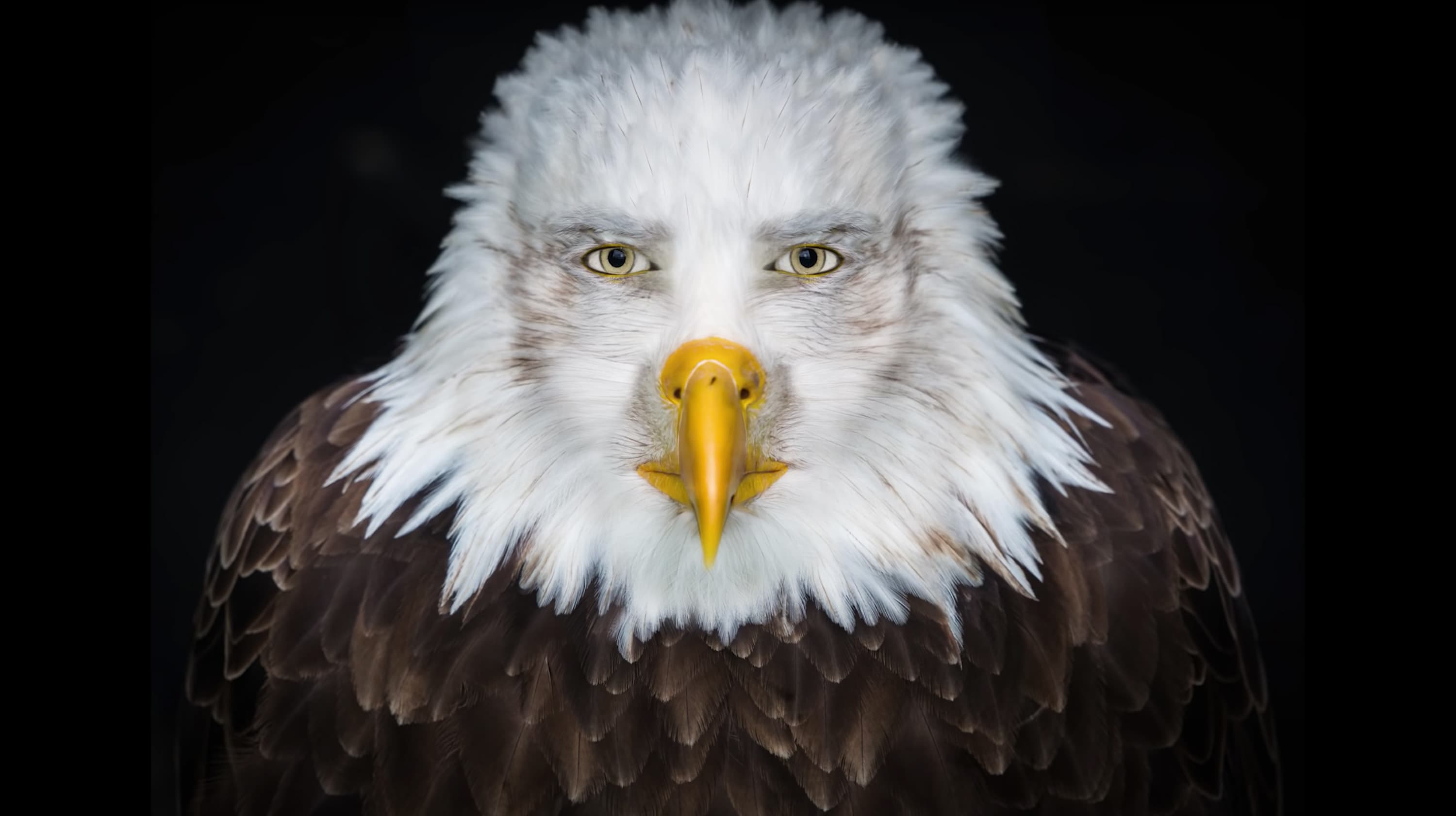 handsome staring eagle
